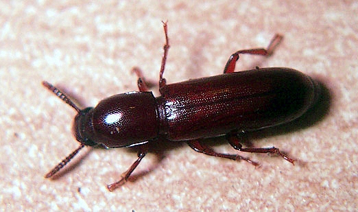 identificazione micro coleotteri!
